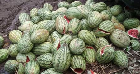 তরমুজ