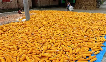 ভুট্টা চাষে বাম্পার