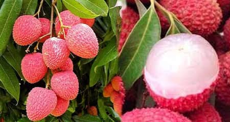 রাঙা লিচু