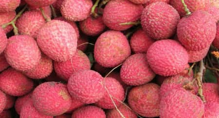 এক গ্রামেই ১০ কোটি টাকার লিচু বিক্রি হবে লিচু