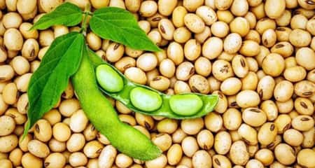 দেশের যে এলাকায় ৪০০ কোটি টাকার সয়াবিন উৎপাদন সয়াবিন উৎপাদন