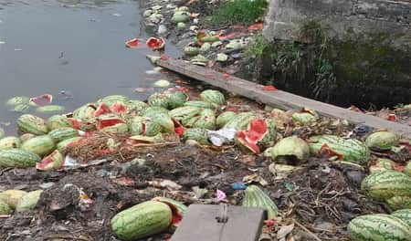বেশিরভাগ তরমুজ বিনষ্ট, লক্ষাধিক চাষি সর্বস্বান্ত