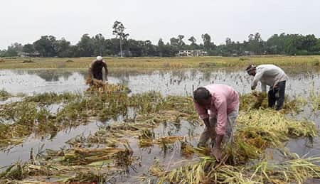 পুকুরের কারণে ৫০০ বিঘার ধান নষ্ট, দেখার কেউ নাই