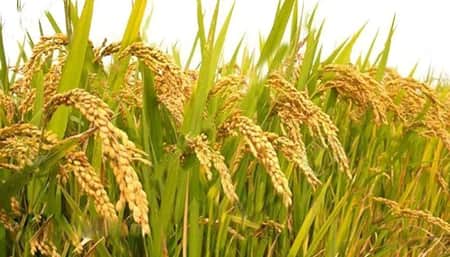 এক মণ ধানের টাকায়ও মিলছে না শ্রমিক