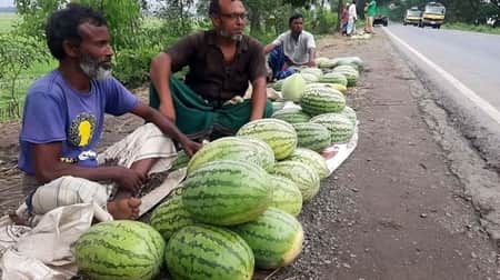 তরমুজের কেজি ৫ টাকা!