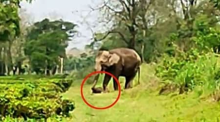 মৃত সন্তানকে নিয়ে মাইলের পর মাইল হাটছে মা হাতি!