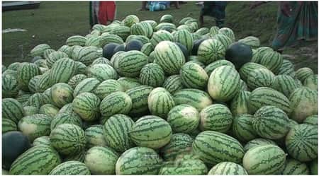 ১০ কেজি ওজনের তরমুজের দাম ৩০ টাকা