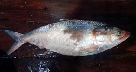 ইলিশ