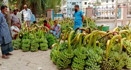কলার বাম্পার ফলন