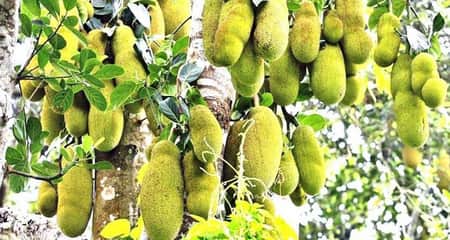 কাঁঠাল