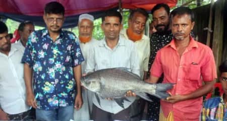 সাড়ে ৭ কেজির কাতলা মাছ ধরে জিতলেন আড়াই লাখ টাকা কাতলা মাছ