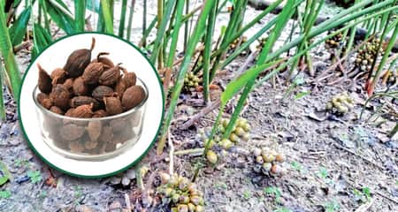 কালো এলাচ