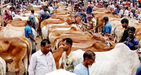 জমে উঠেছে ঐতিহ্যবাহী পাঁচবিবির গরুর হাট গরুর হাট