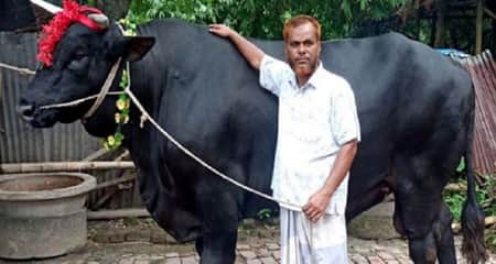 গরু