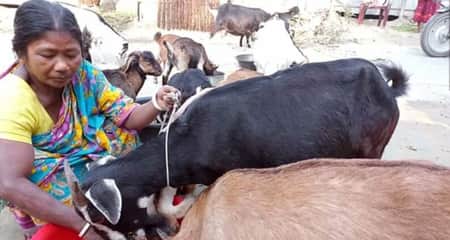 ছাগল