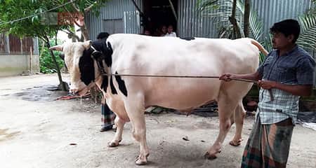 টাইগার বাবুর দাম উঠলো ৭ লাখ, ১০ লাখ পেলেই বিক্রি টাইগার বাবু