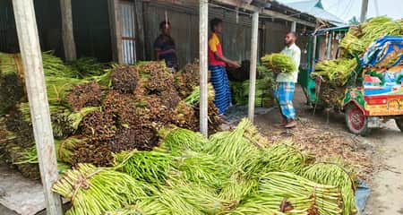 ত্রিশালের কচুরলতি