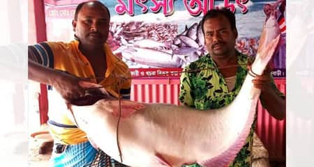 পাঙাশ মাছ