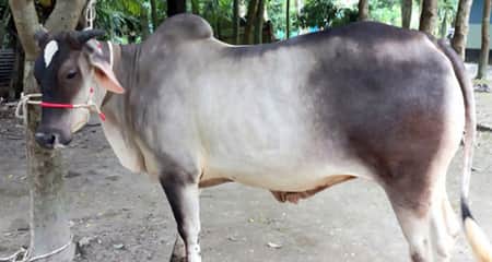 কোরবানির পশুর হাট কাঁপাবে ‘ফেনীর রাজা’ ফেনীর রাজা