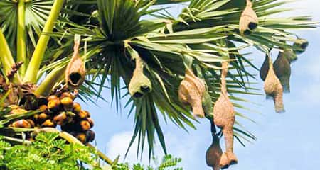 বাবুই-পাখির-বাসা