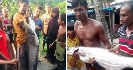 খালে ধরা পড়লো ১২ কেজির বোয়াল বোয়াল মাছ