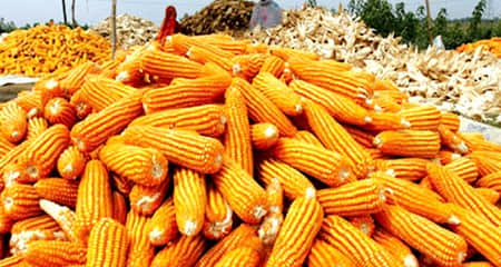 চাঁদপুর ভুট্টার বাম্পার ফলন, খুশি কৃষকরা ভুট্টা