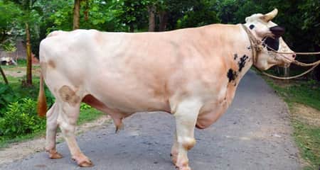 ৩৫ মণ ওজনের মহারাজার দাম নিয়ে শঙ্কা মহারাজ