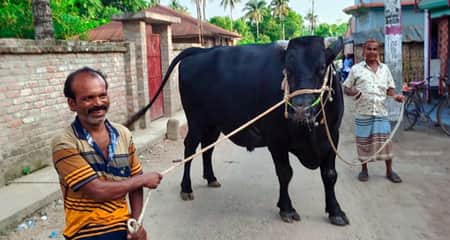 মুজিবনগরের রাজাবাবুর ওজন ৪০ মন, দাম ২৫ লাখ রাজাবাবুর ওজন ৪০ মন