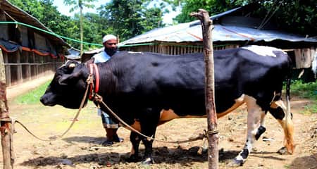 লামায় রাজা বাবুর দাম হাঁকছেন ১২ লাখ রাজা বাবুর
