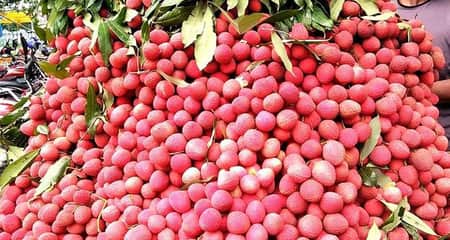 লিচু