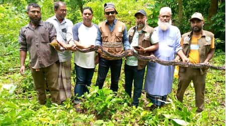 বাড়ি থেকে উদ্ধার বিশাল আকৃতির অজগর কাপ্তাই জাতীয় উদ্যানে অবমুক্ত