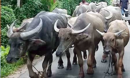 ছোট-বড় ৯টি মহিষ পাবেন জামাই, শ্বশুর পাবেন ৮টি মহিষ নিয়ে জামাই শ্বশুরের লড়াই