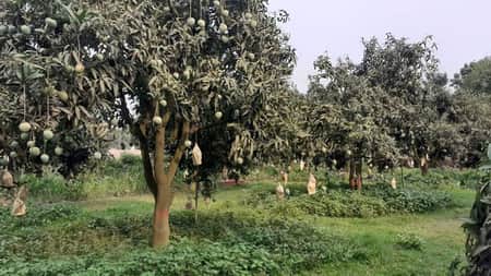 প্রধানমন্ত্রীর বাগানের অর্ধেক গাছের আম বিক্রি হলো যত টাকায় প্রধানমন্ত্রীর আম গাছের বাগান