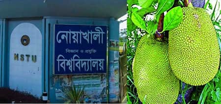 কাঁঠাল খাওয়ায় বিশ্ববিদ্যালয়ের ২ ছাত্রীকে শোকজ কাঁঠাল