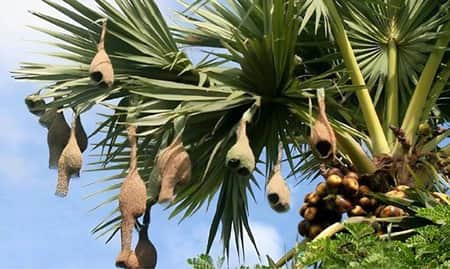 বাবুই পাখির বাসা