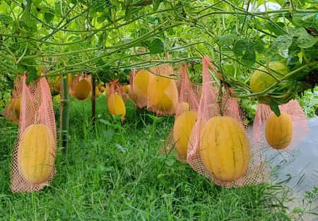 গ্রীষ্মকালীন তরমুজ চাষে লাখ লাখ টাকা আয় আনোয়ারের!