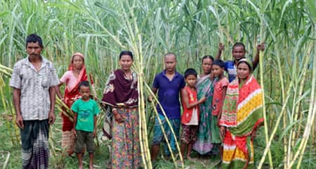 আখ চাষ