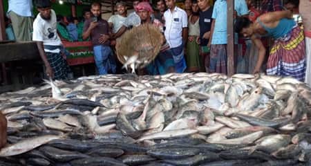 একটি নৌকাতেই ধরা পড়লো ৩০ লাখ টাকার ইলিশ ইলিশ মাছ