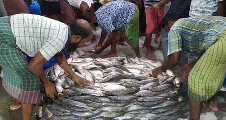 বরিশাল ও চাঁদপুরের মাছ ঘাট ইলিশে সয়লাব ইলিশ