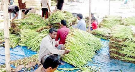 কচুর লতি চাষ