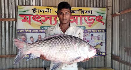 পদ্মায় জেলের জালে ধরা পড়লো ১৩ কেজির কাতল কাতল মাছ