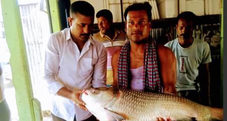 কাতল মাছটির দাম ৩০ হাজার টাকা কাতল মাছ