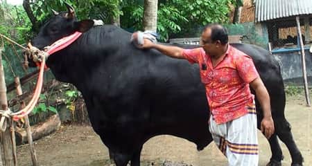 কালো মানিক ষাঁড়