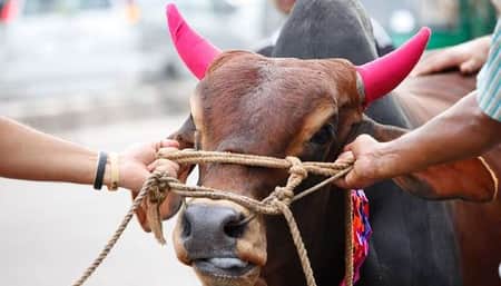 কুরবানির গোশত দিয়ে বিয়ের অনুষ্ঠান যাবে কিনা কোরবানির মাংস
