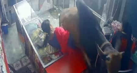 গরু