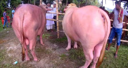 গোলাপি রঙের মহিষ