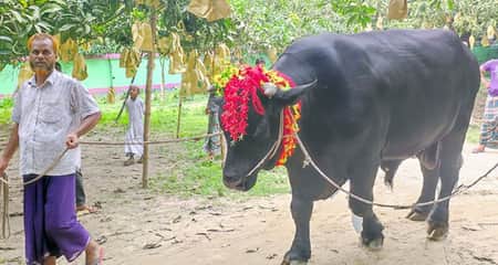৪২ মণ ওজনের ‘চাঁপাই সম্রাটের’ দাম ৩০ লাখ, খায় আম-কলা চাঁপাই সম্রাটের