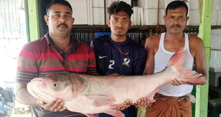 পদ্মায় জেলের জালে ধরা পড়লো ১৫ কেজির বিগহেড জেলের জালে