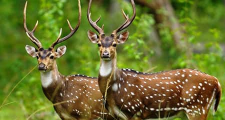 দুটি হরিণ