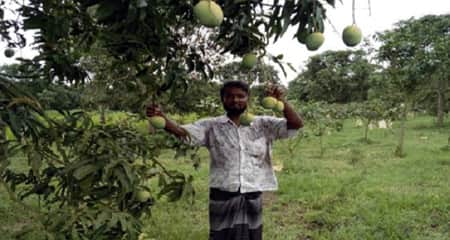 নতুন জাতের আমের